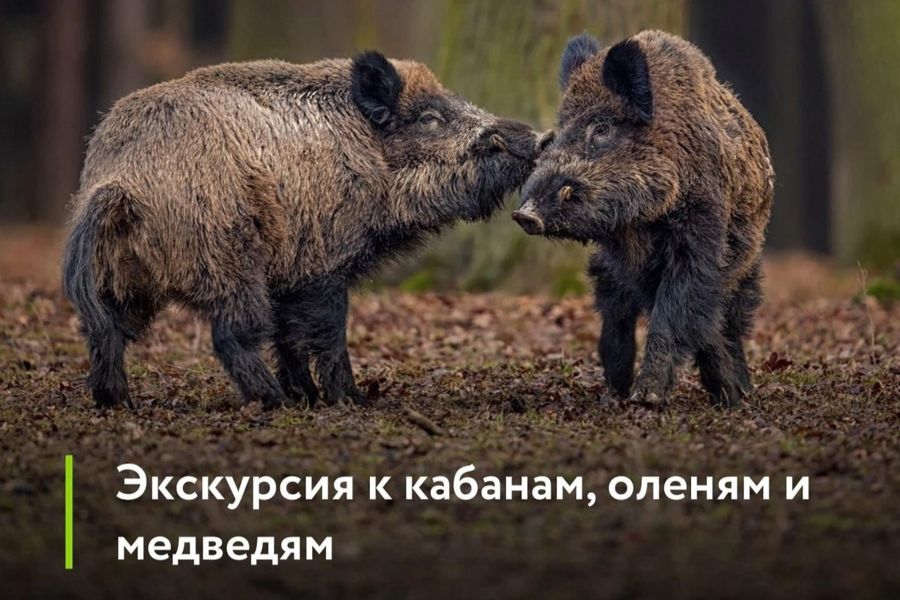 Элемент галереи №3