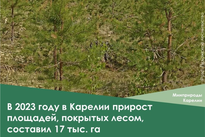 По итогам 2023 года Карелия заняла 2 место среди регионов России по приросту площадей, покрытых лесом