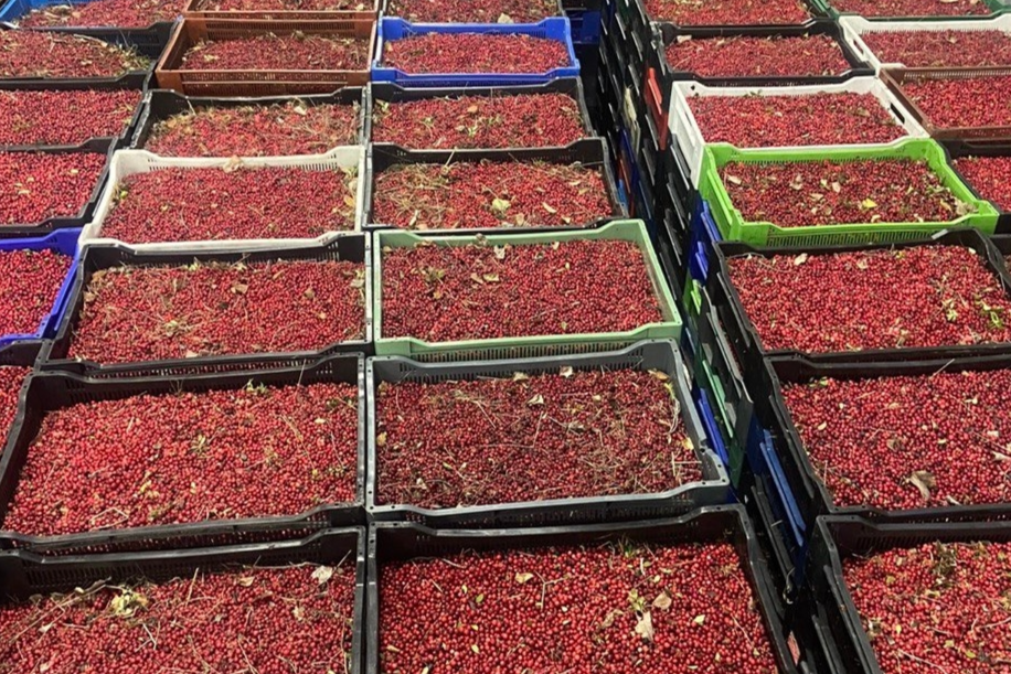 Элемент галереи №2