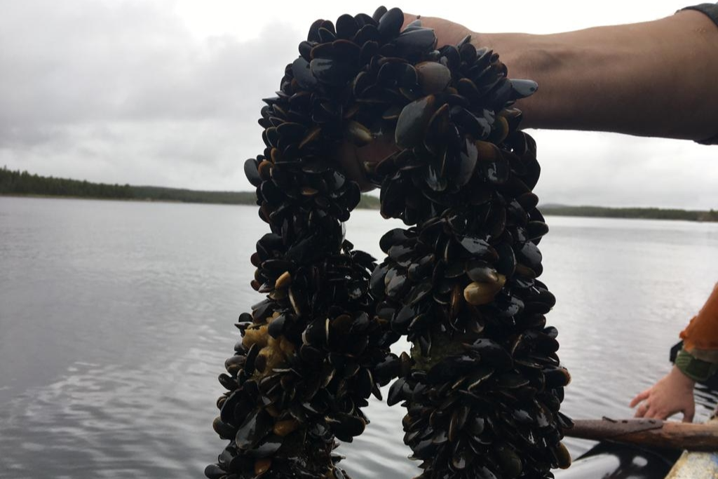 Элемент галереи №0