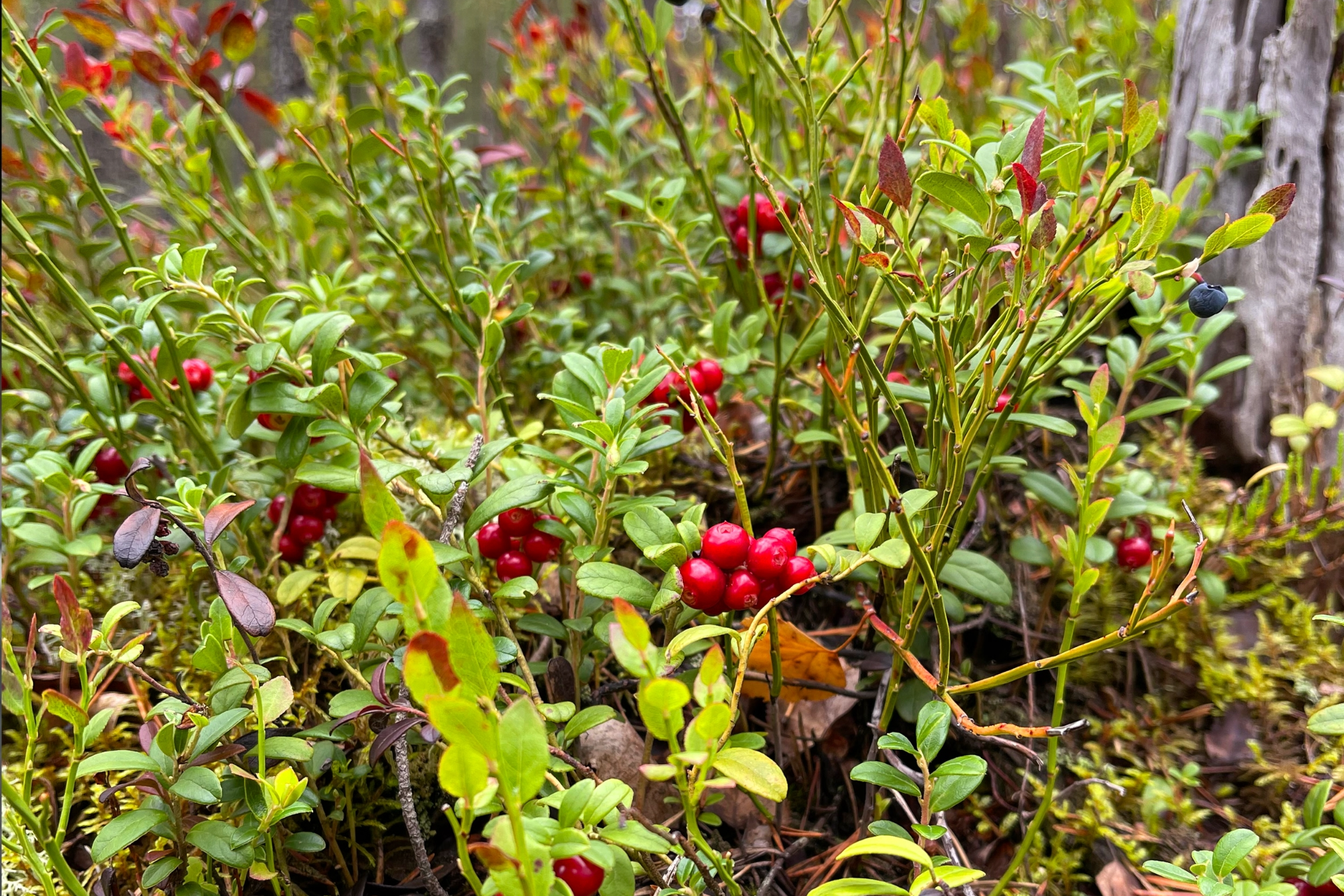 Элемент галереи №3