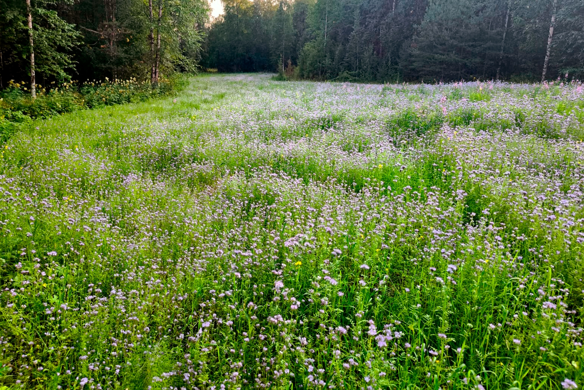 ΠΠ»Π΅ΠΌΠ΅Π½Ρ Π³Π°Π»Π΅ΡΠ΅ΠΈ β0