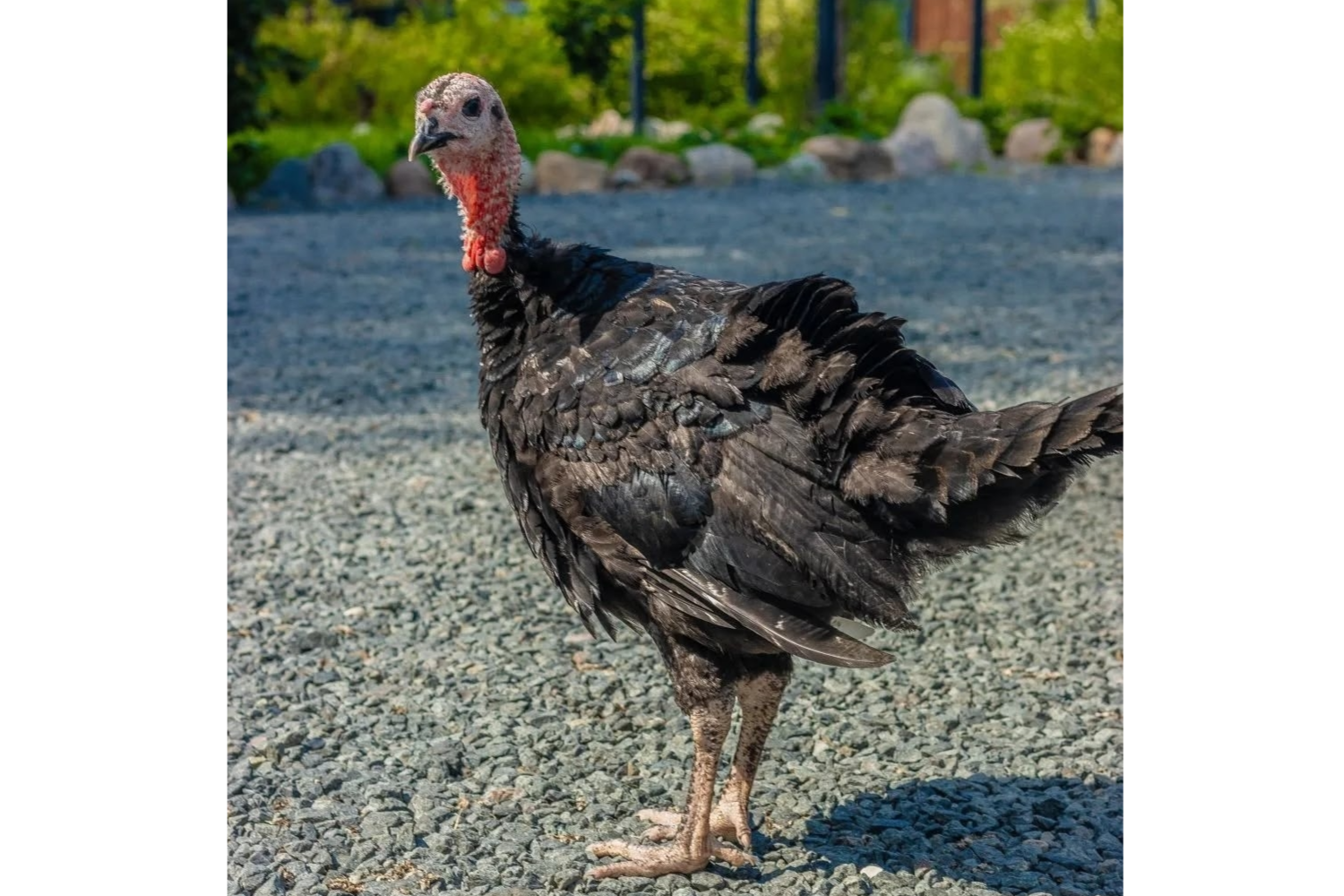 Элемент галереи №4