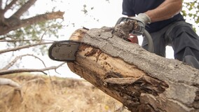 Нужно ли разрешение муниципалитета на вырубку дерева во дворе МКД