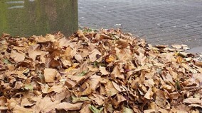 Входят ли уличный смёт и листья в состав ТКО: мнение эксперта