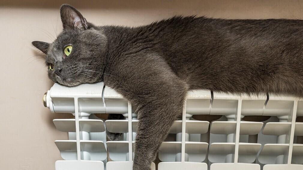 ОНФ измерит протяжённость изношенных надземных теплотрасс в котах