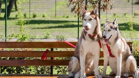 Утверждён стандарт по созданию и содержанию площадок для собак у МКД