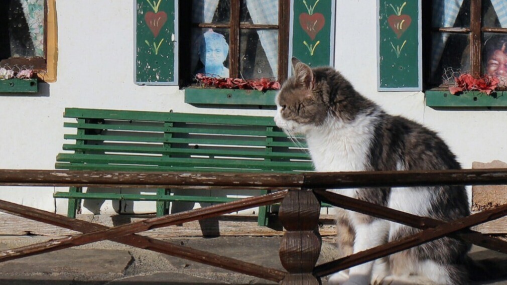 Житель МКД с согласия соседей устроил во дворе гостиницу для кошек