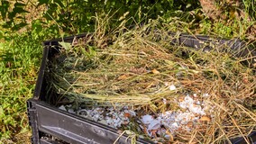 Минприроды РФ разъяснило, почему растительные отходы не входят в ТКО