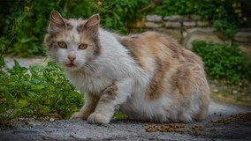 Минстрой РФ изменит нормы содержания имущества в МКД ради кошек